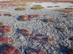 Image of Salicornia perennans Willd.