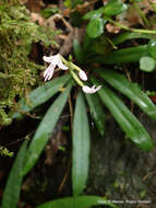 Image of Stenoglottis fimbriata Lindl.