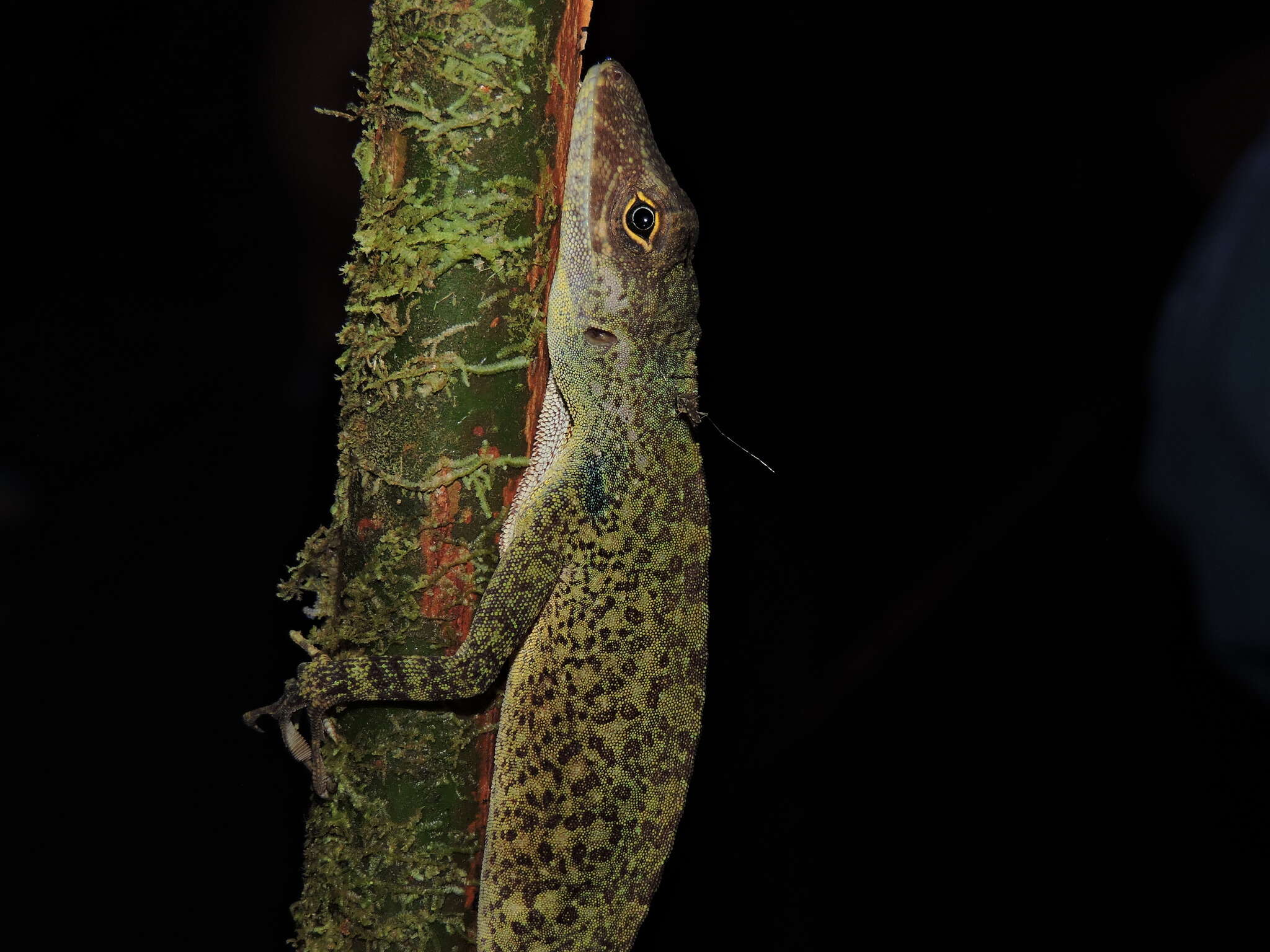 Image of Anolis podocarpus Ayala-varela & Torres-carvajal 2010