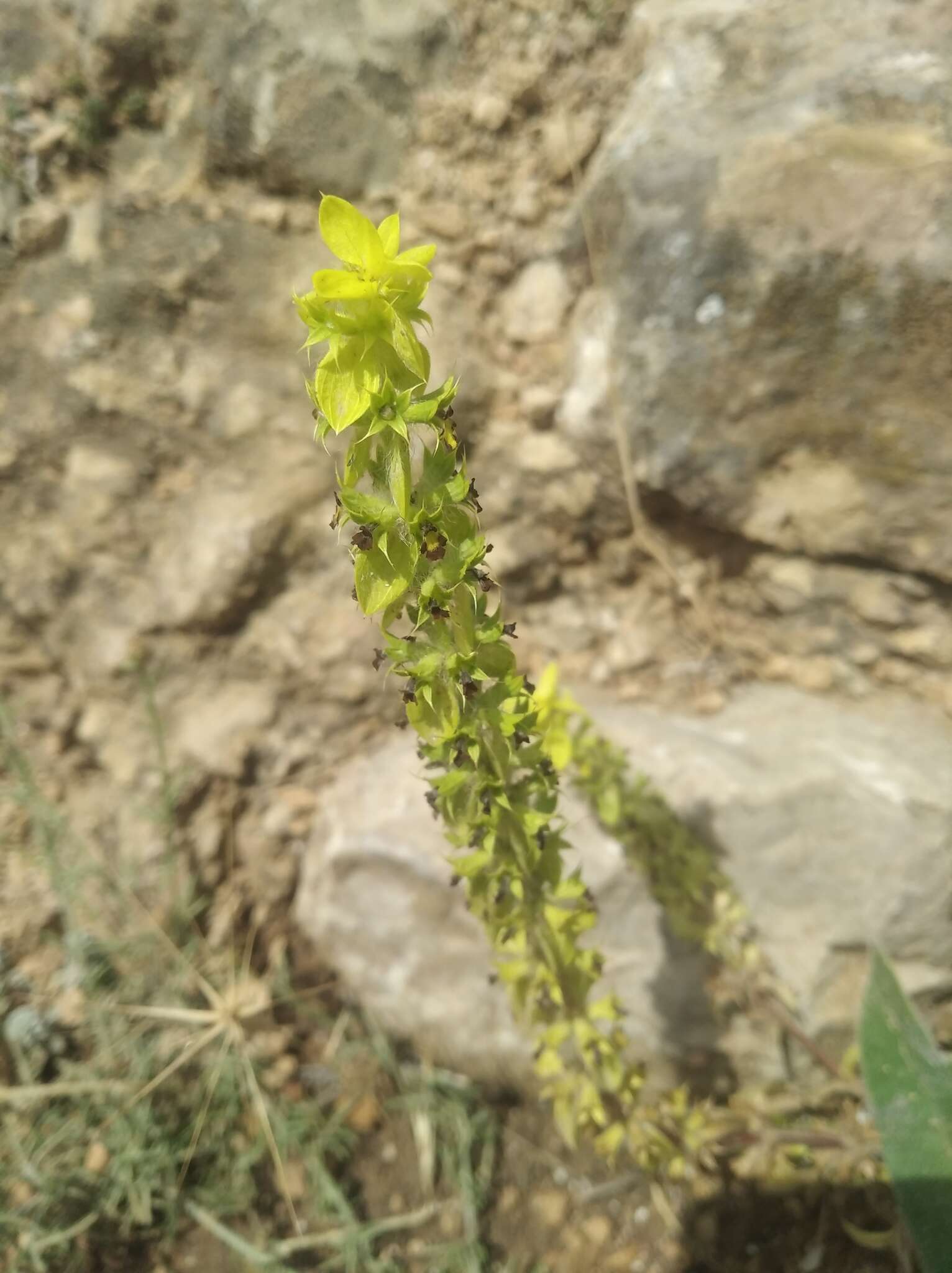 Image of Sideritis montana subsp. montana