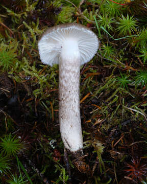 Image of Hygrophorus inocybiformis A. H. Sm. 1944