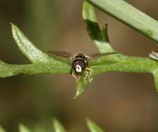 Image of Paragus quadrifasciatus Meigen 1822