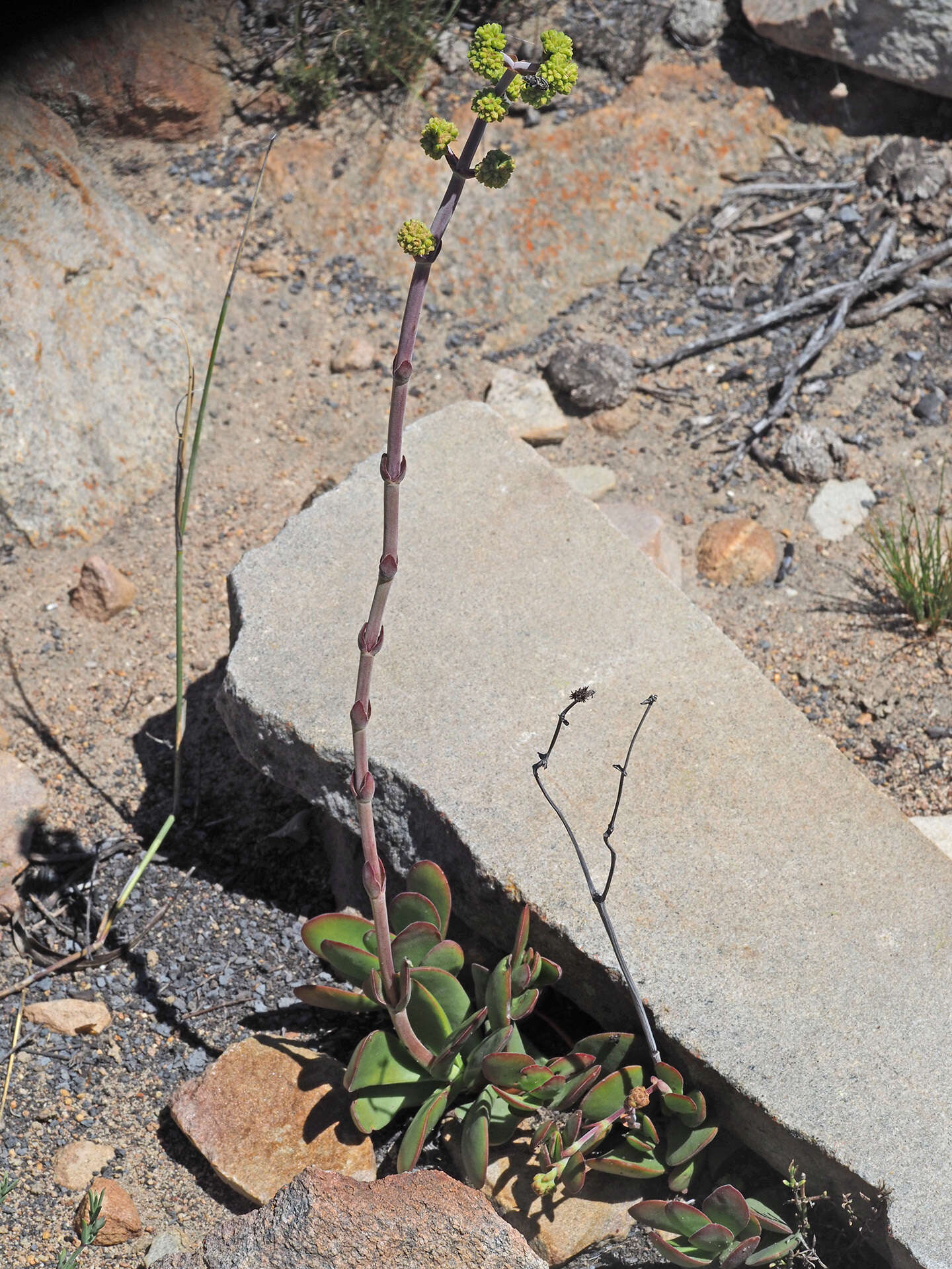 Слика од Crassula atropurpurea (Haw.) D. Dietr.