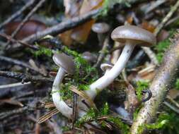 Image of gray almond waxy cap