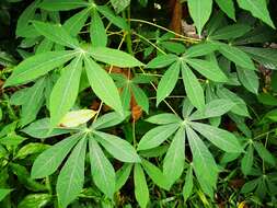 Image of cassava