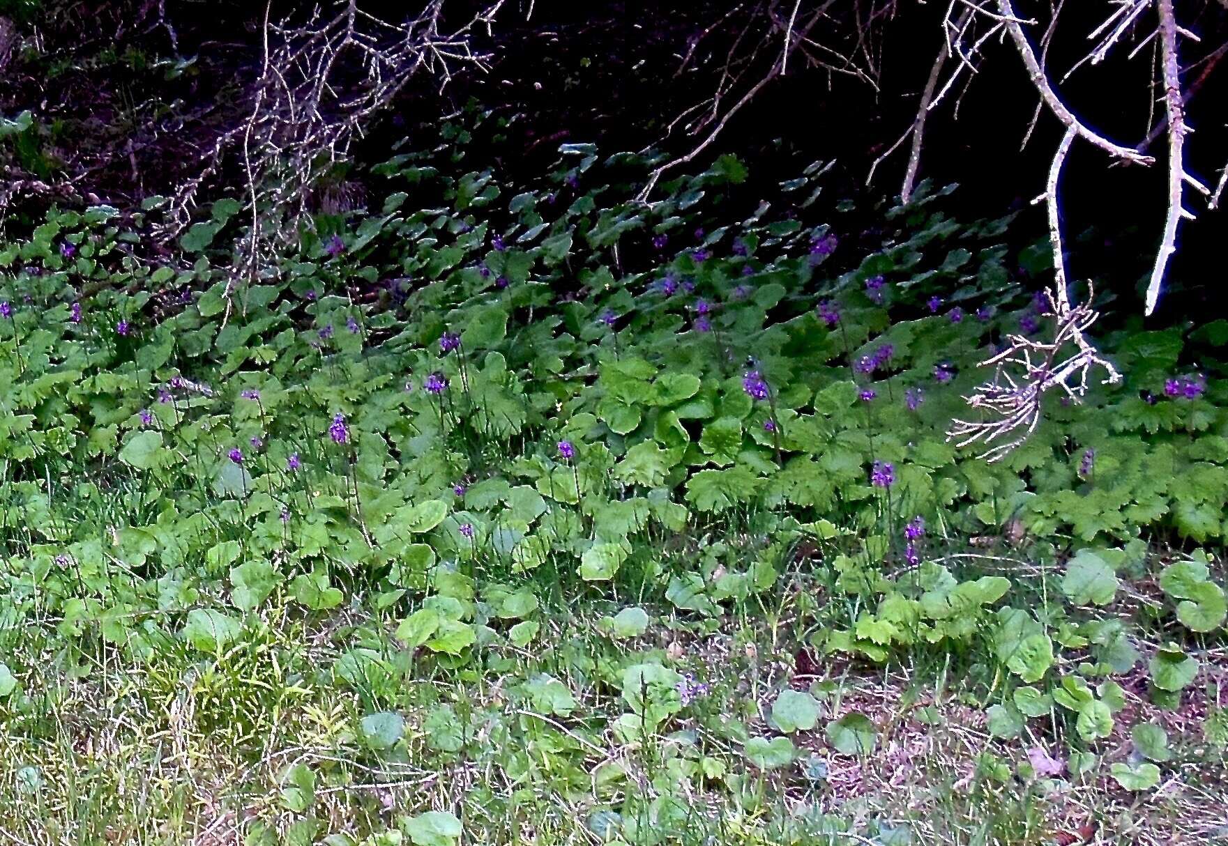 Image of Primula matthioli Richt.