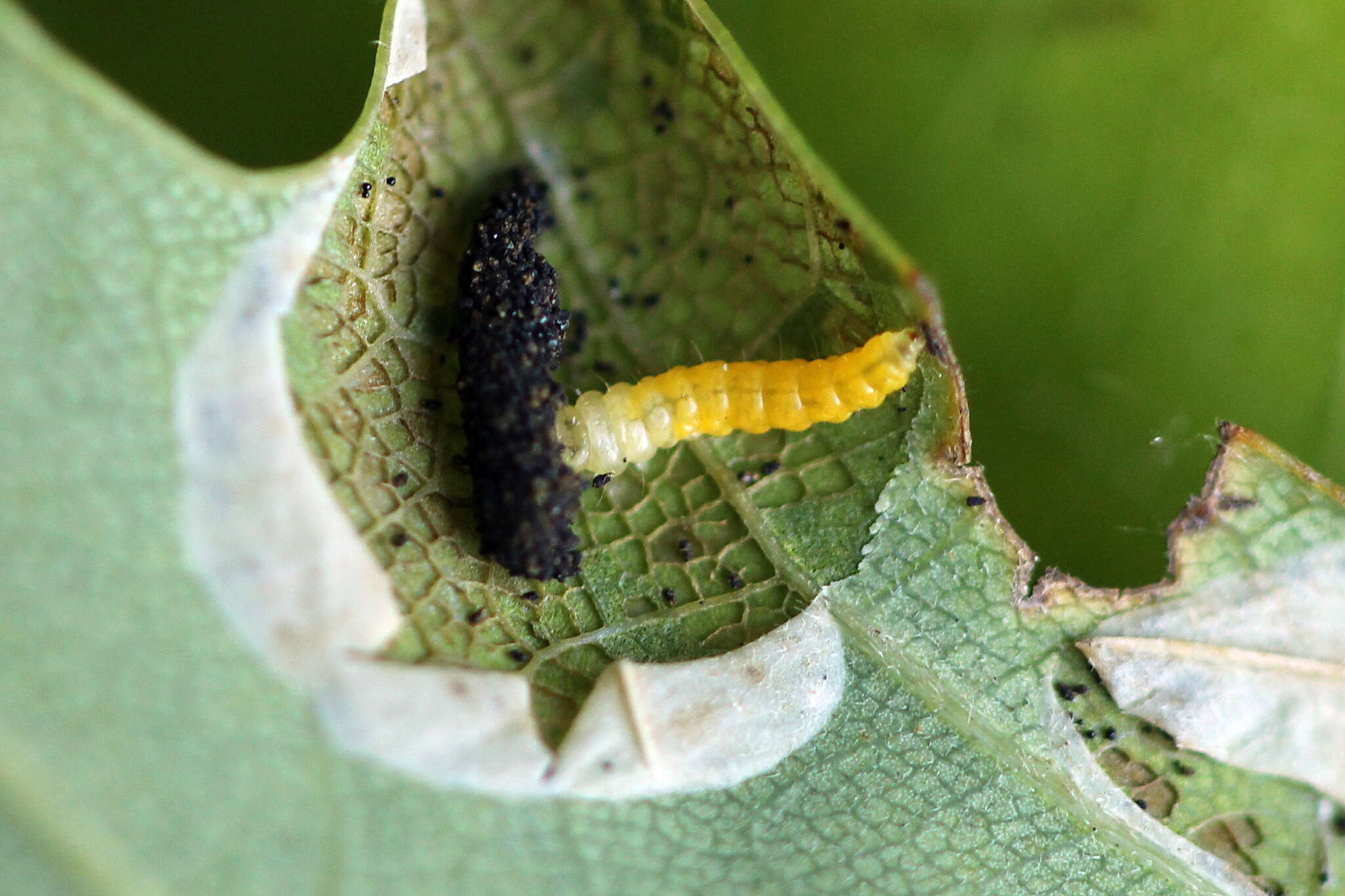 Phyllonorycter quercifoliella (Zeller 1839)的圖片