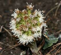 Image of Petasites albus (L.) Gaertn.