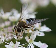 Image of Leucozona glaucia (Linnaeus 1758)