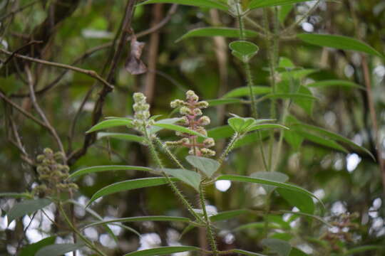 Sivun Miconia lacera (Bonpl.) Naud. kuva