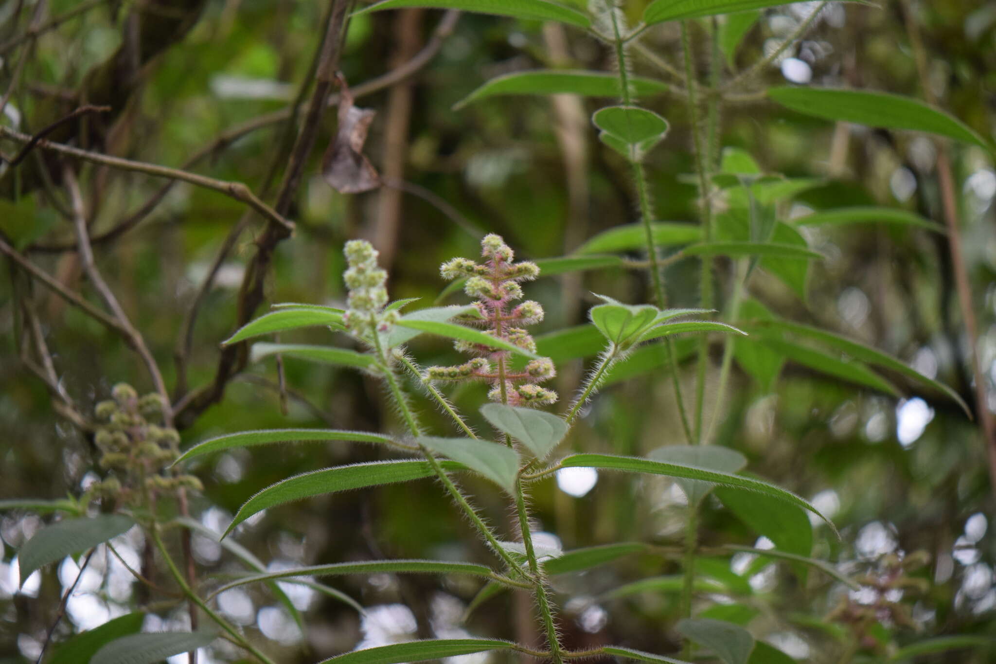 Imagem de Miconia lacera (Bonpl.) Naud.