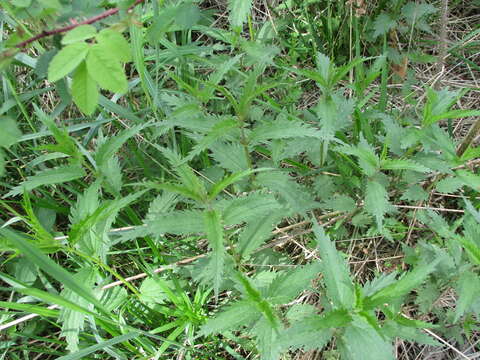 Image of Urtica angustifolia Fisch. ex Hornem.