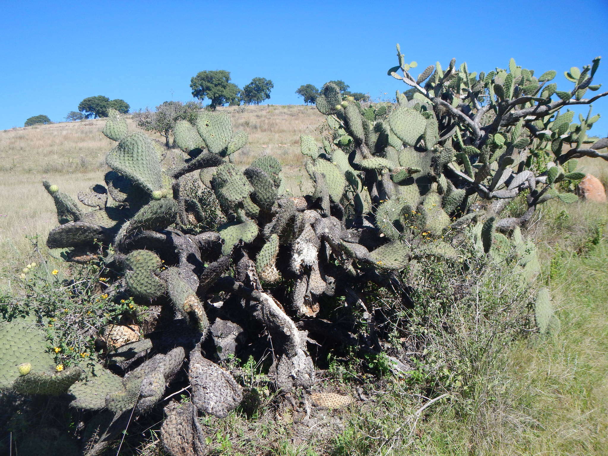 Image of <i>Opuntia oligacantha</i>