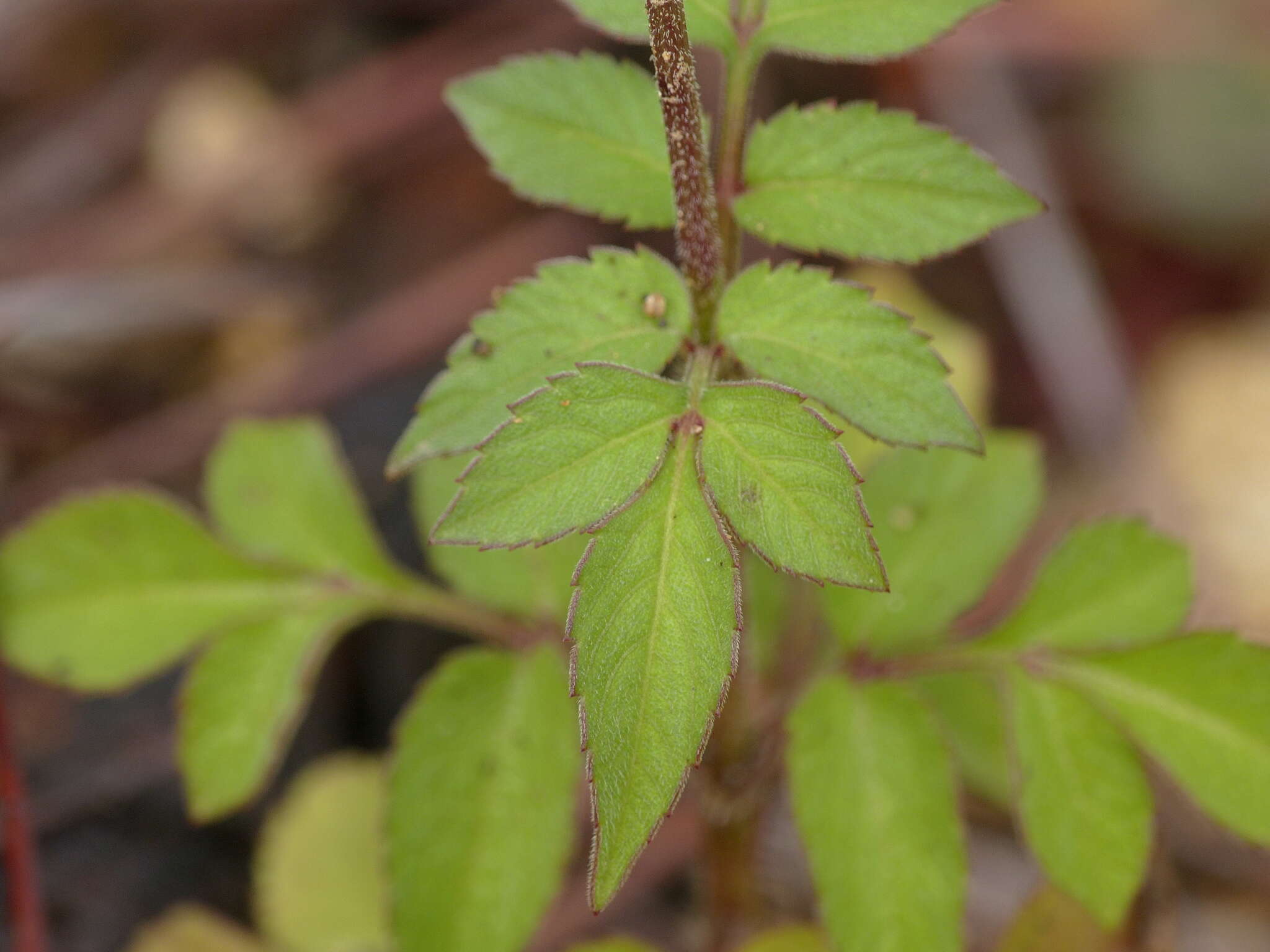 Imagem de Bidens bicolor Greenm.