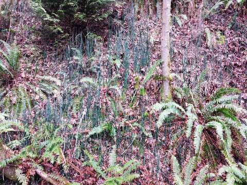 Image of western swordfern