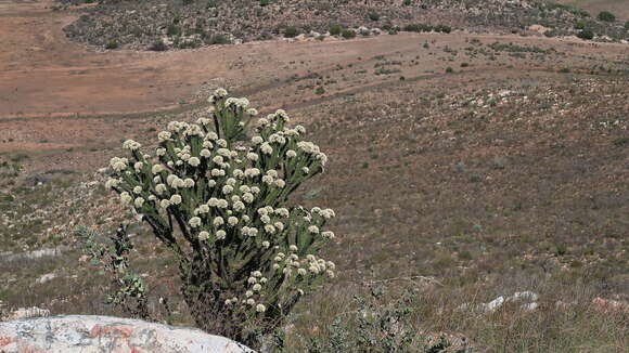 Image of Metalasia trivialis P. O. Karis