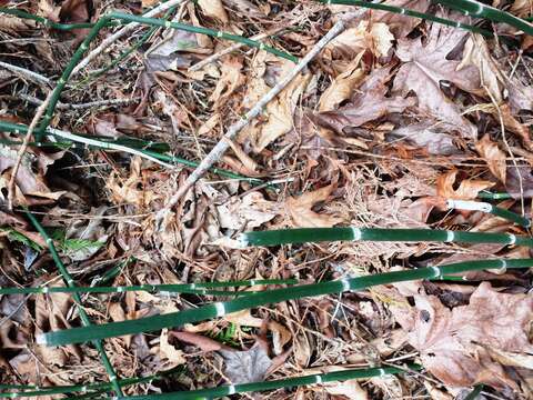 Image of western swordfern