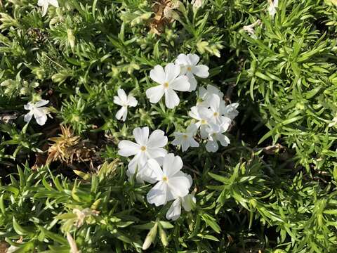 Image of moss phlox