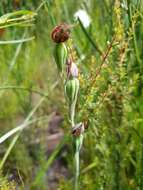 Calochilus uliginosus D. L. Jones的圖片