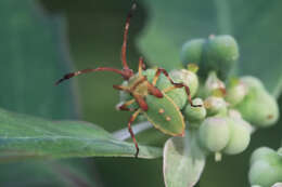 Image of Chariesterus gracilicornis Stål 1870