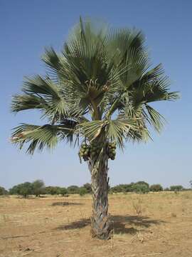 Image of Borassus akeassii Bayton, Ouédr. & Guinko