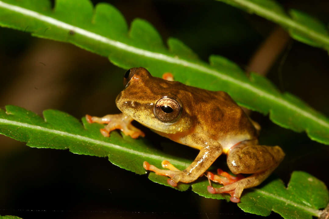 Image of Hyperolius sylvaticus Schiøtz 1967