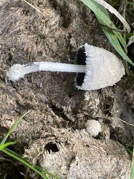 Image of Coprinopsis pseudonivea (Bender & Uljé) Redhead, Vilgalys & Moncalvo 2001