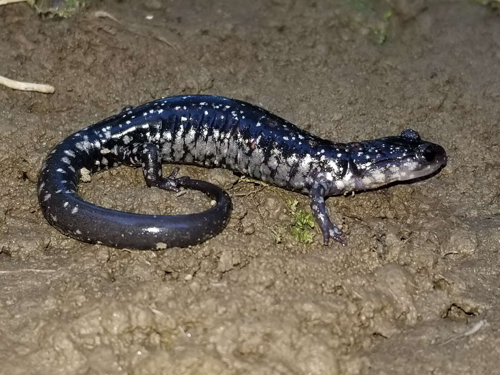 Image of Plethodon kiamichi Highton ex Highton, Maha & Maxson 1989