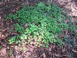 Image of redwood-sorrel