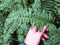 Image of licorice fern