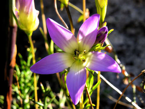 صورة Gentianella ernestii (Briq.) Fabris ex J. S. Pringle