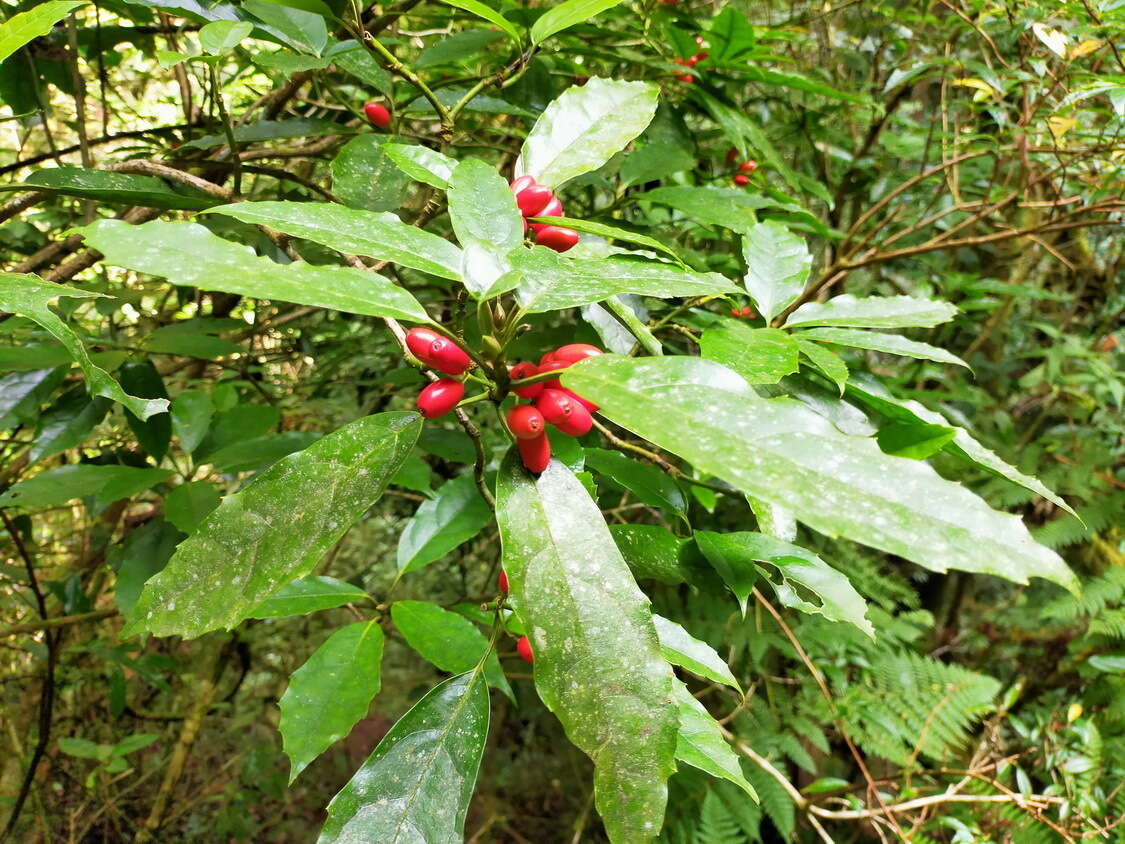 Image of Aucuba chinensis Benth.