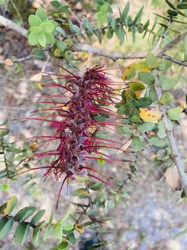 Image of Melaleuca elliptica Labill.