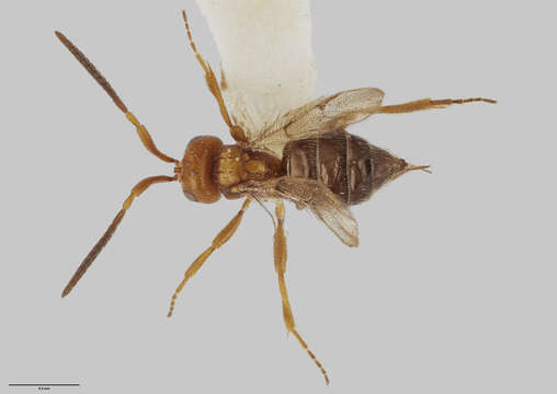 Image of Maamingidae