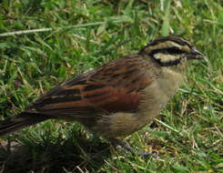 Image of Emberiza capensis limpopoensis (Roberts 1924)