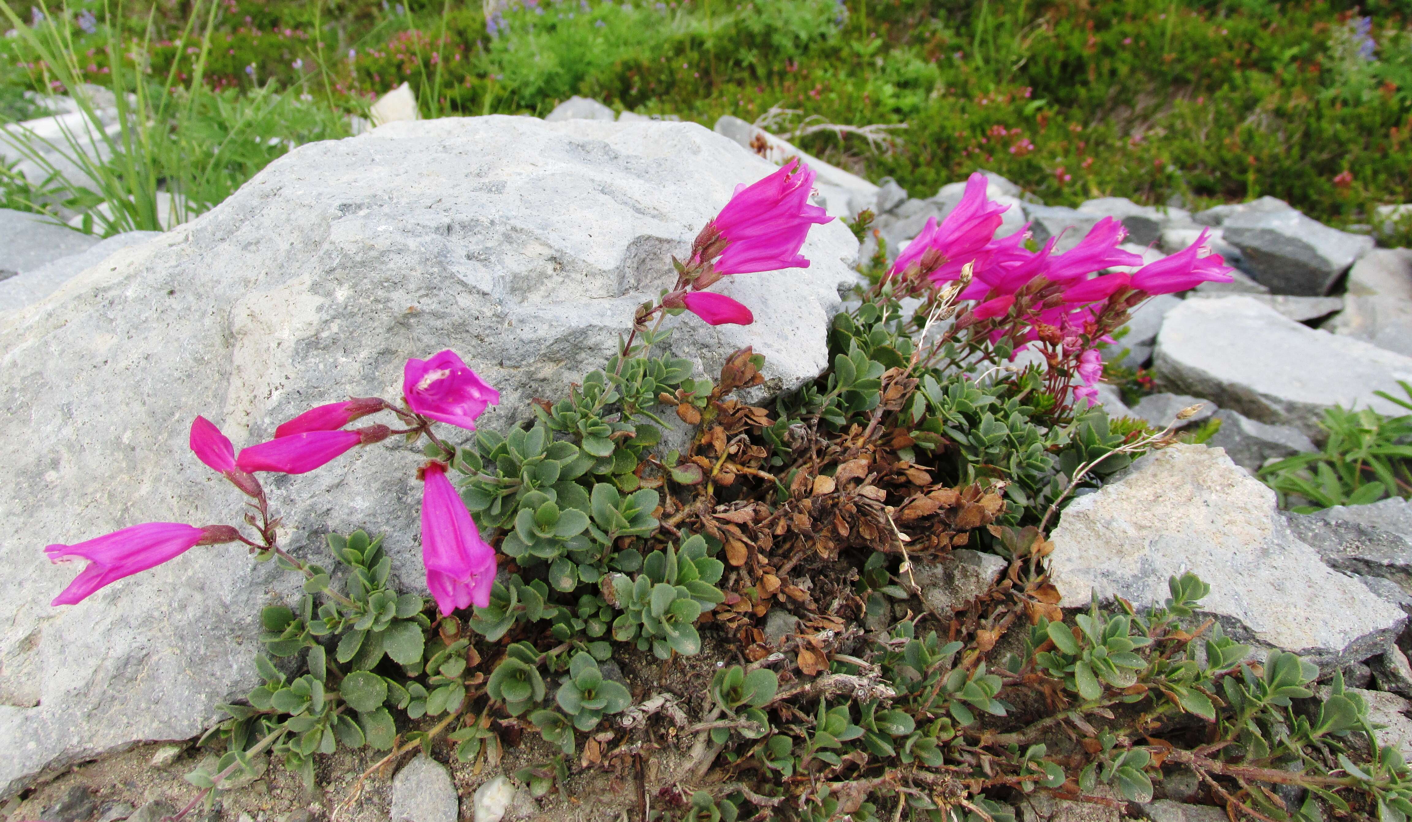 Image of cliff beardtongue