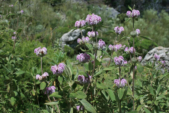 Image of Phlomis purpurea L.