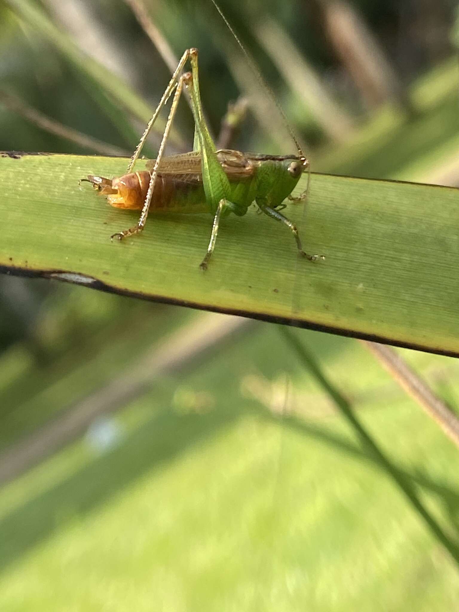 Image of Katydid