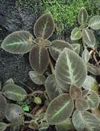 Image of Episcia lilacina Hanst.