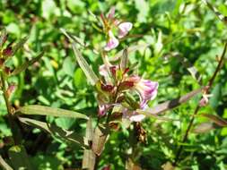 Image of sickletop lousewort