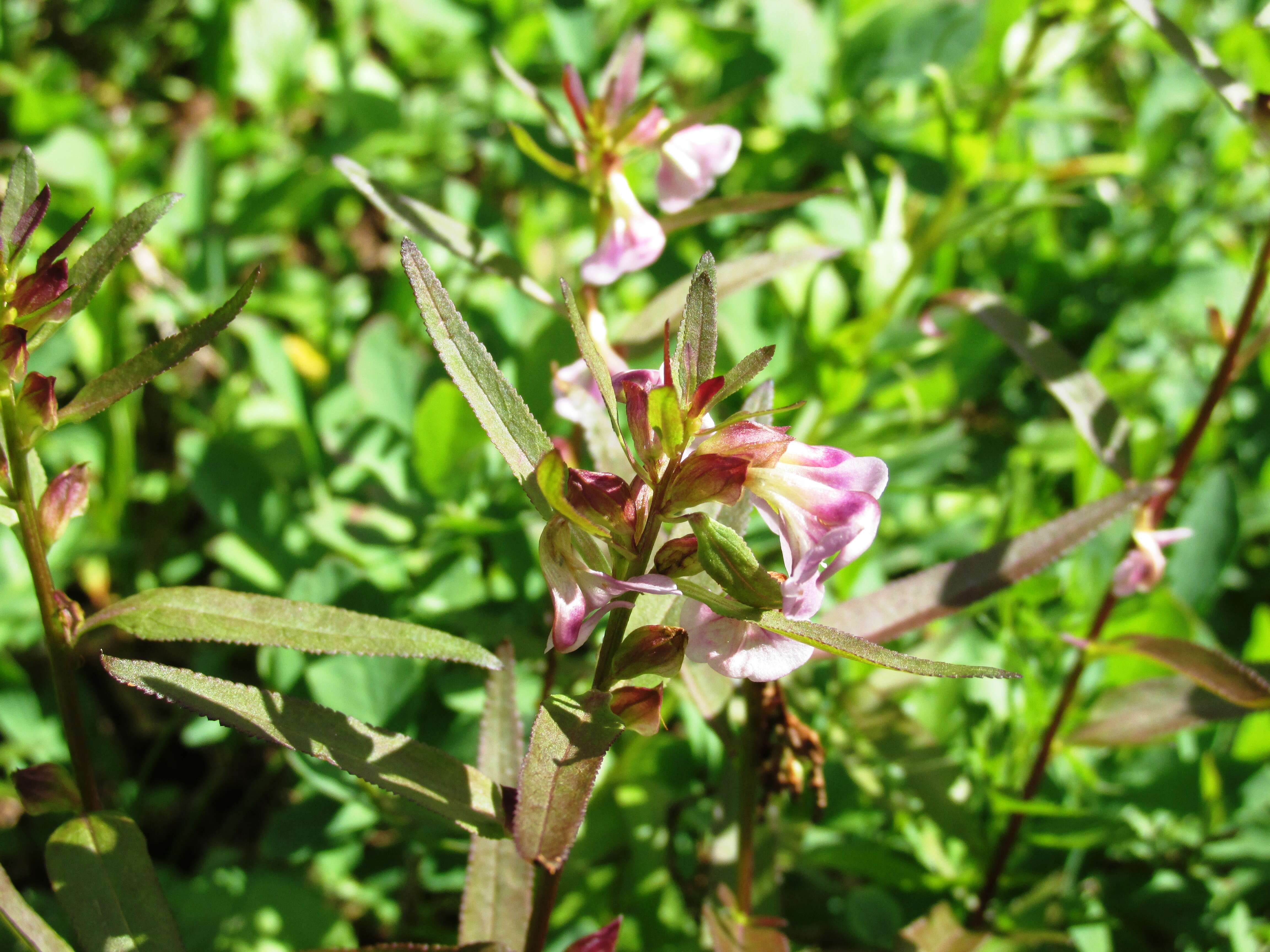 Imagem de Pedicularis racemosa Dougl. ex Hook.