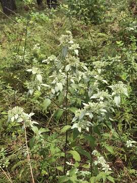 Image of White-Leaf Mountain-Mint