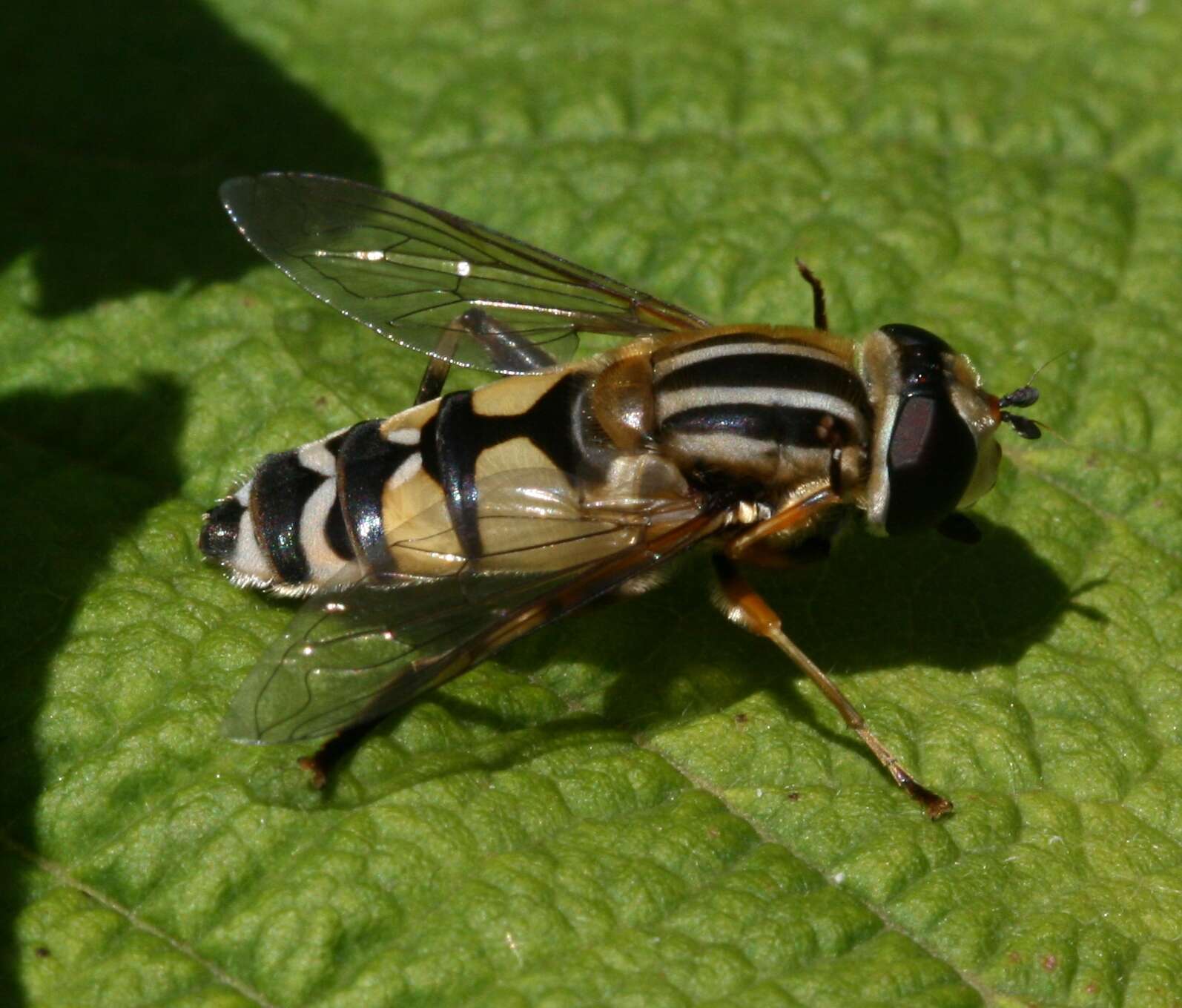 Image of Helophilus trivittatus (Fabricius 1805)