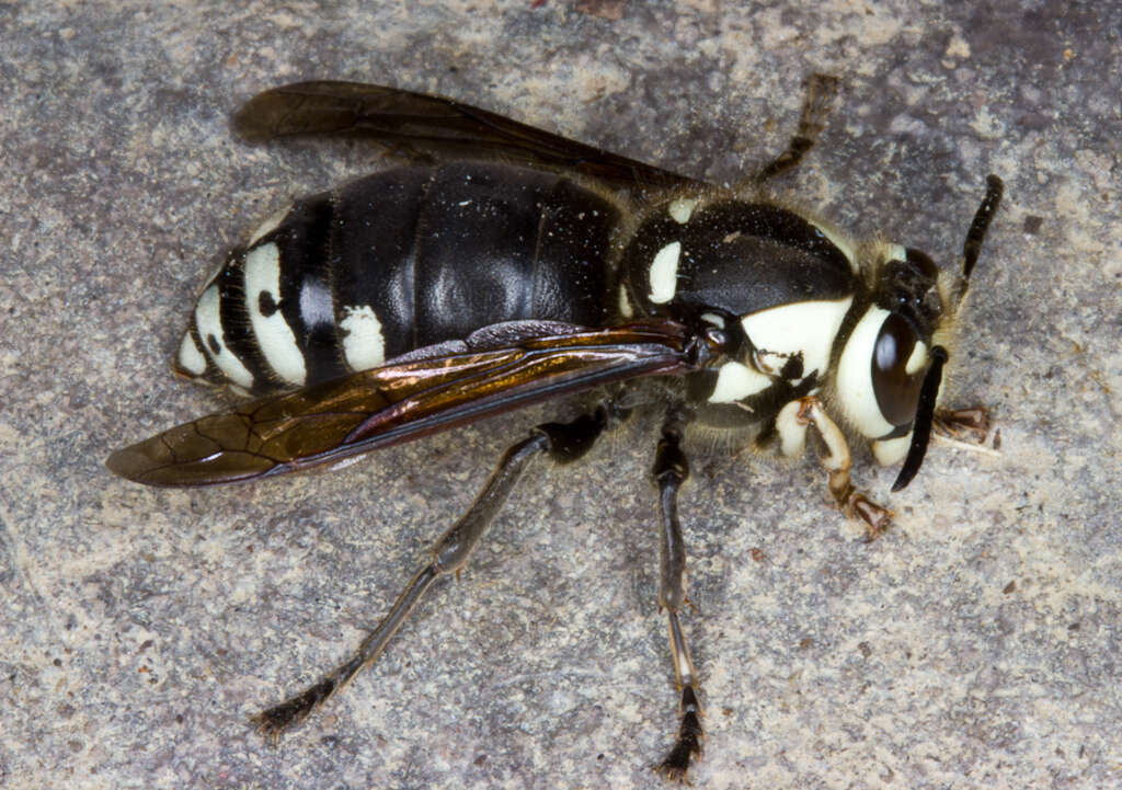 Image of Bald-faced Hornet