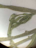 Image of Chara foliolosa