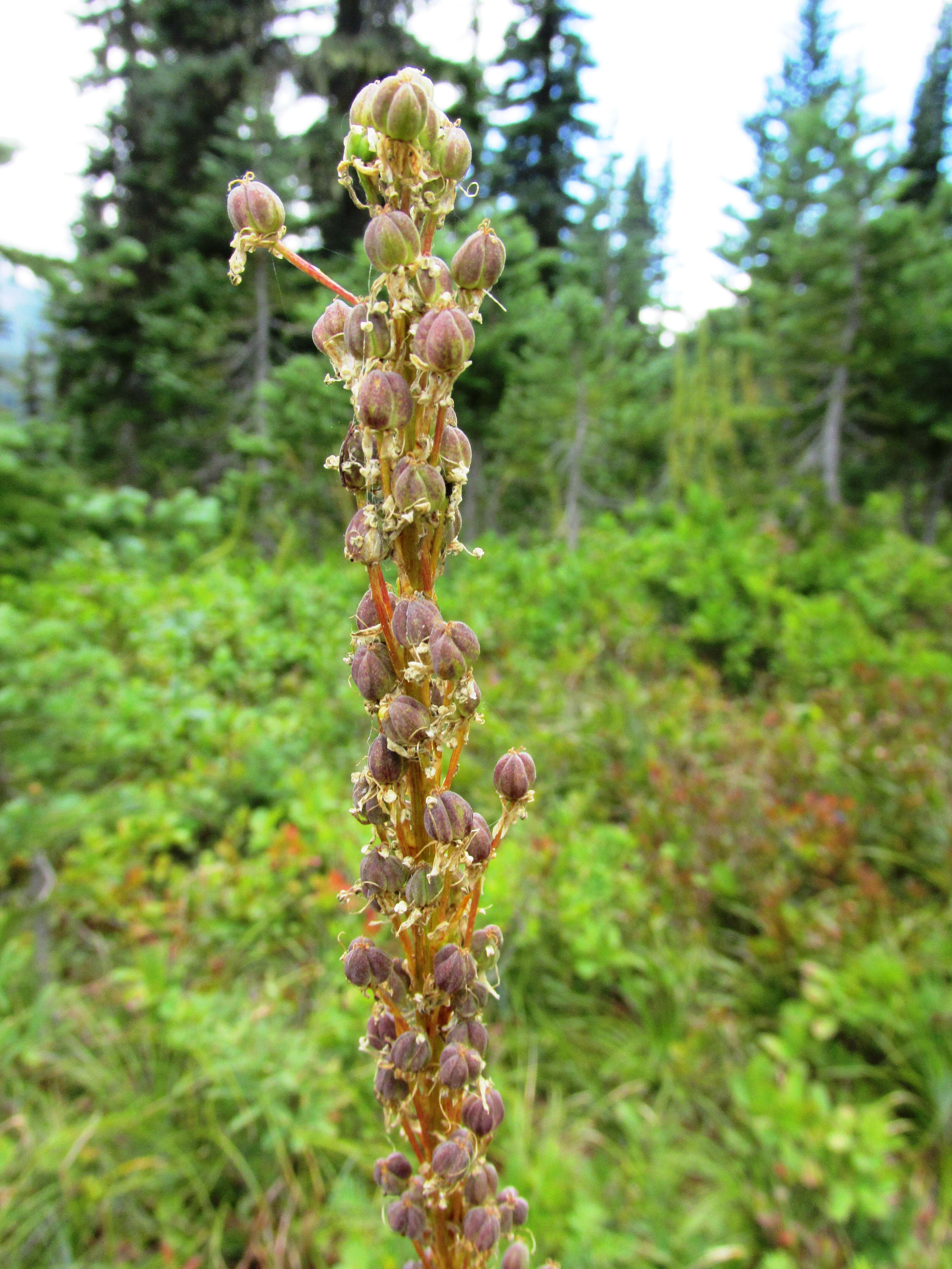 Image of Xerophyllum