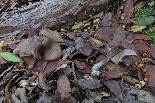 Image of Entoloma nigroviolaceum (P. D. Orton) Hesler 1967