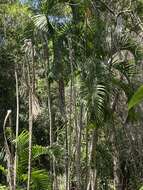 Image of Onilahy palm