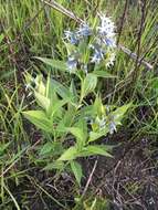 Image de Amsonia tabernaemontana var. salicifolia (Pursh) Woodson