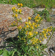 Imagem de Solidago virgaurea subsp. minuta (L.) Arcangeli